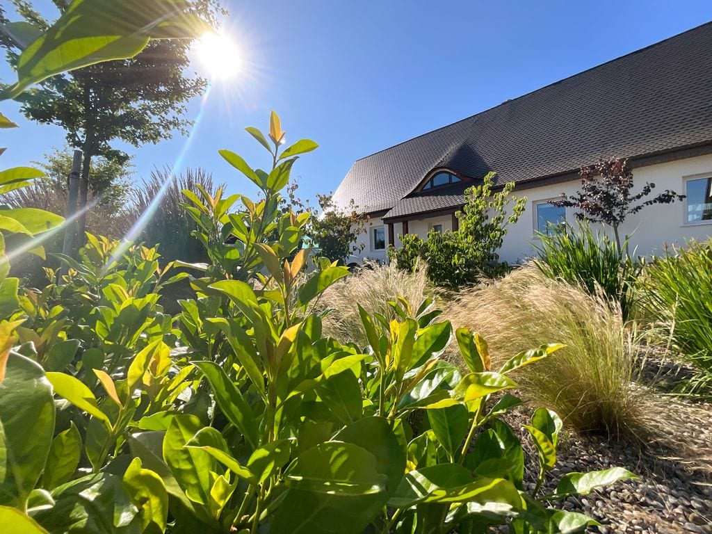 Laurowiśnie, stipy, dereń kousa. Widok na wejście do domu. 