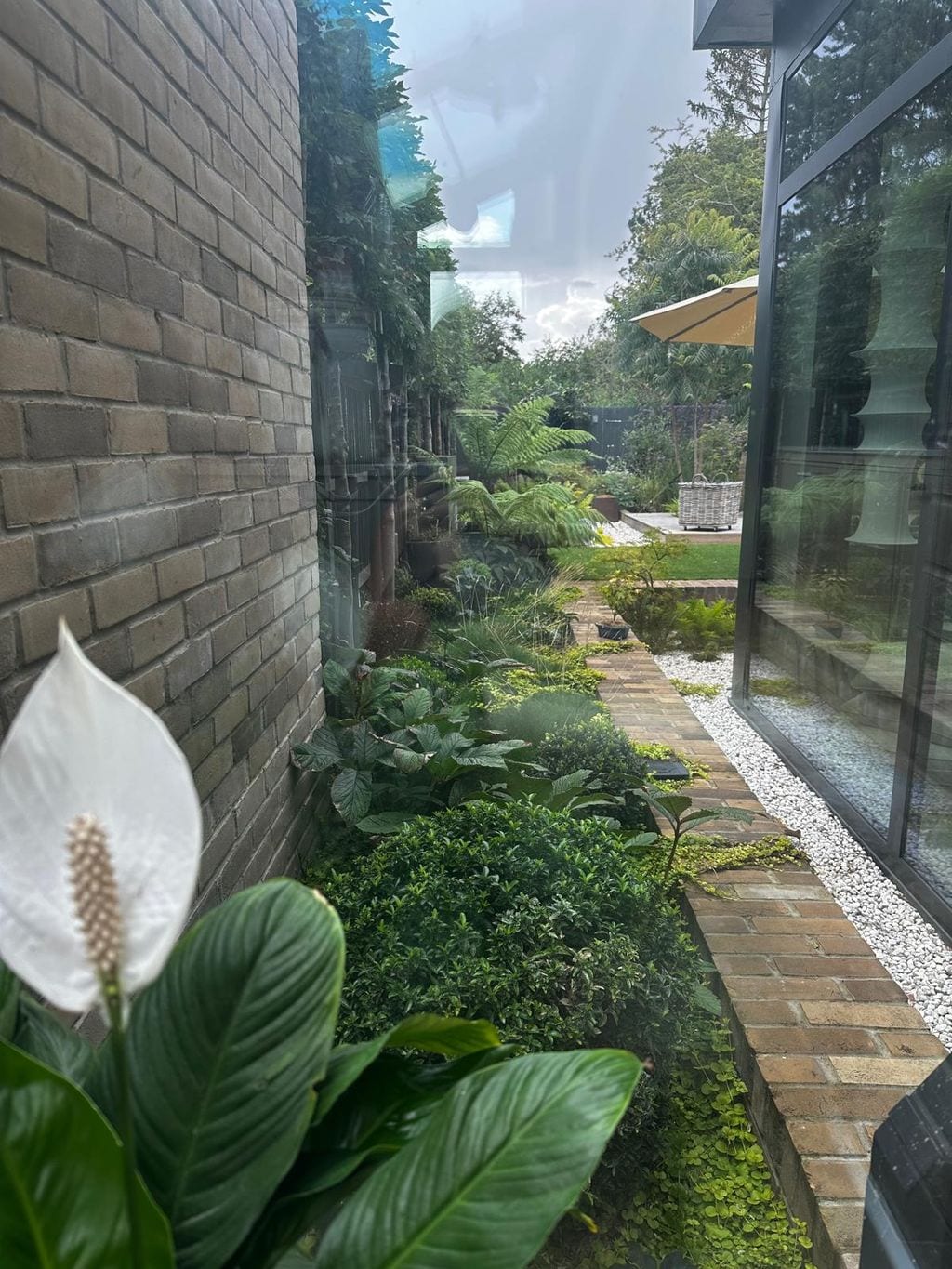 Widok z domu na rabatę boczną. Graby formowane na płasko, kule z cisa.