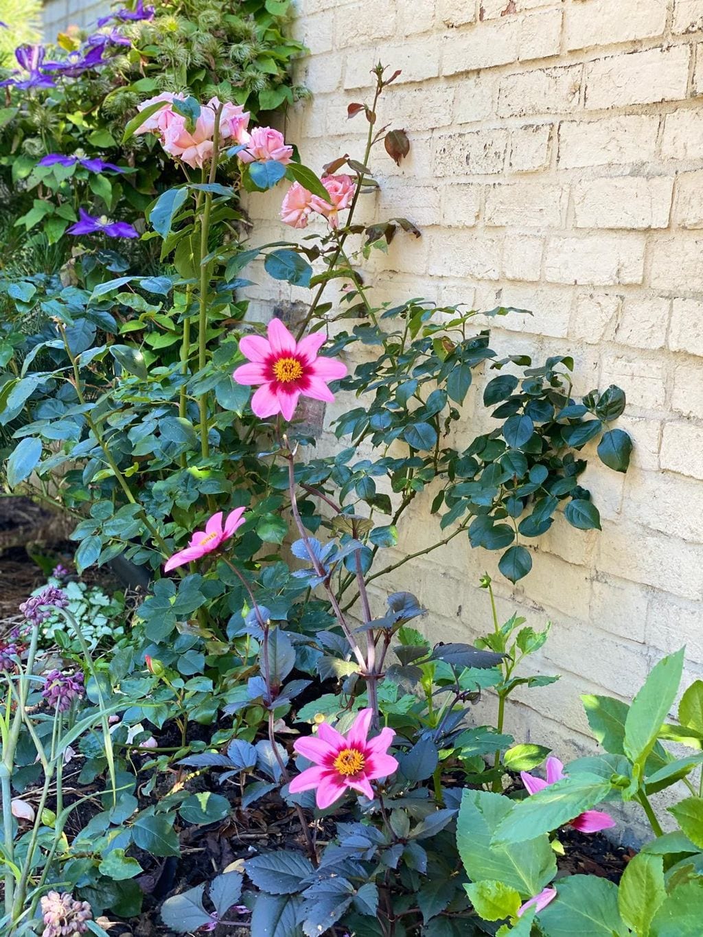 Rabata angielska przy murowanym ogrodzeniu. Róża, dalia, clematis.