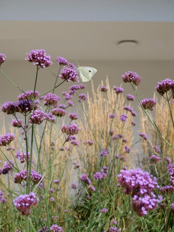Motyl na werbenie patagońskiej rosnącej przy domu. W tle trzcinniki ostrokwiatowe.