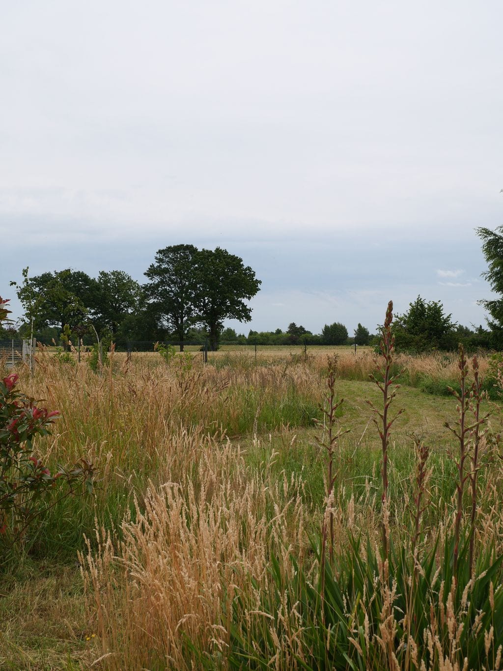 Widok na część naturalistyczną. Wykoszone 'wyspy' wśród traw z wyższą roślinnością.