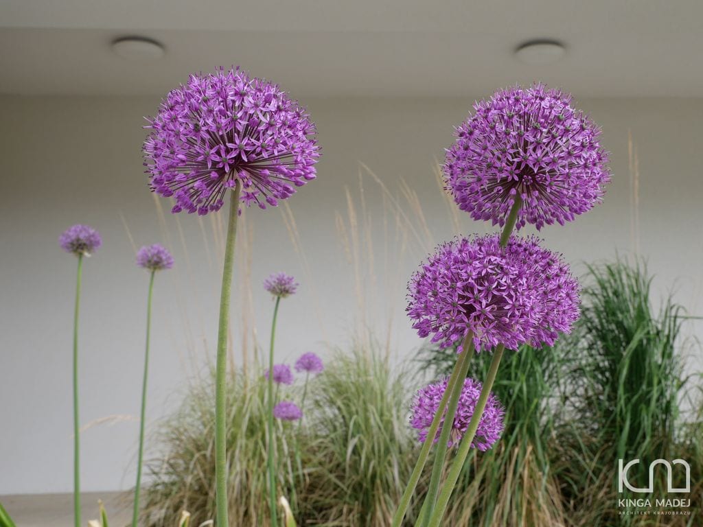 Zbliżenie na czosnki