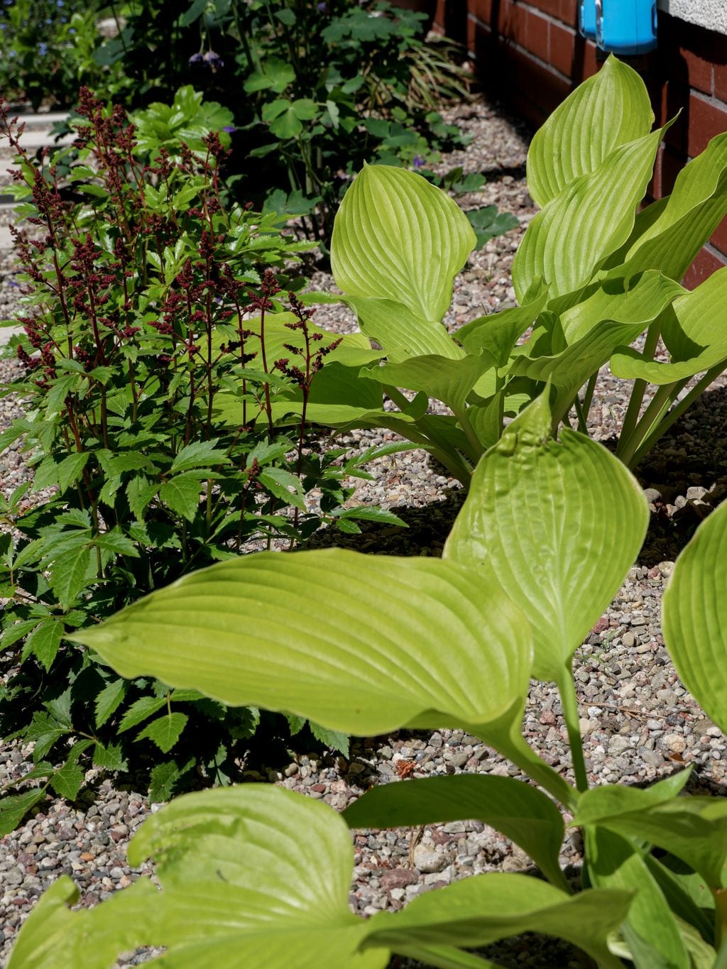 Tawułki i hosty posadzone wzdłuż domu